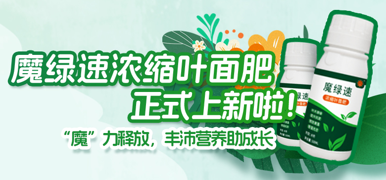 豐沛營養(yǎng)助成長！魔綠速濃縮葉面肥上新啦
